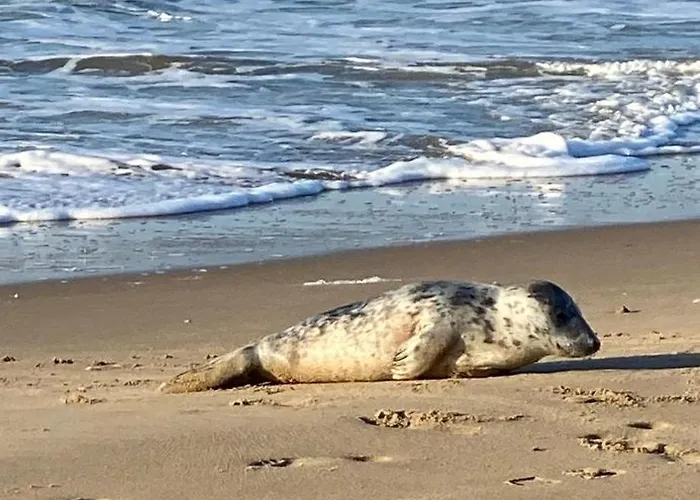 Beachhome Scheveningen דירה *