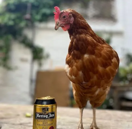 Beachhome Scheveningen *