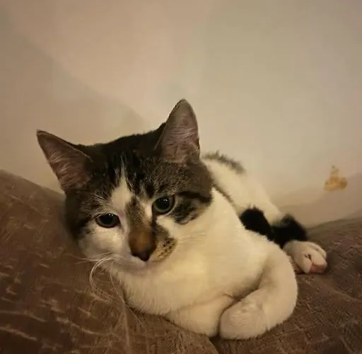 דירה Beachhome Scheveningen