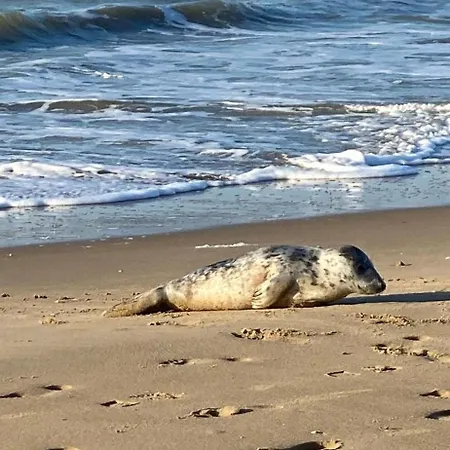 Beachhome Scheveningen 아파트 *